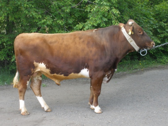 РЕКОРД 1813 КСКП-177